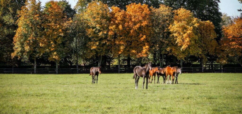 Moyglare Stud Breeding