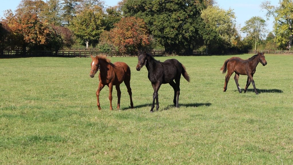 Moyglare Stud Breeding 6