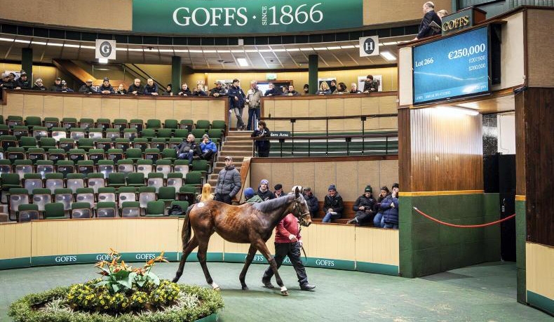 Moyglare Stud News 3