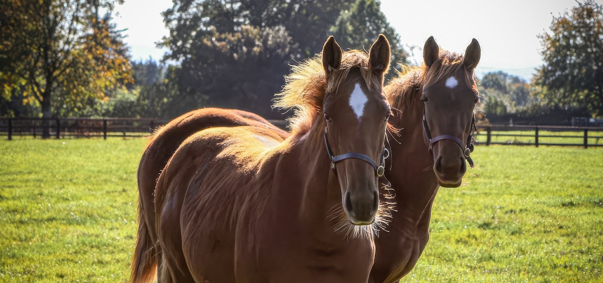 Moyglare Stud Start